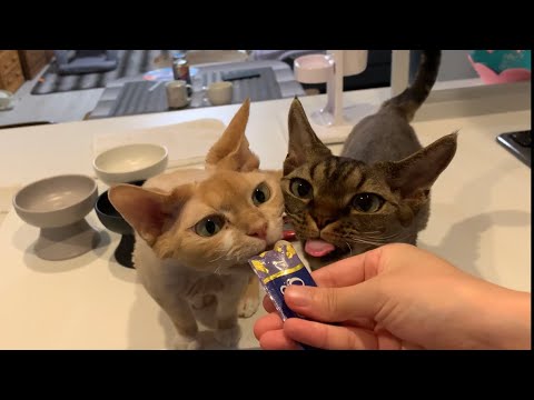 デボンレックス兄弟はチュールが大好きです(Devon Rex brothers love to eat a snack, Churu)