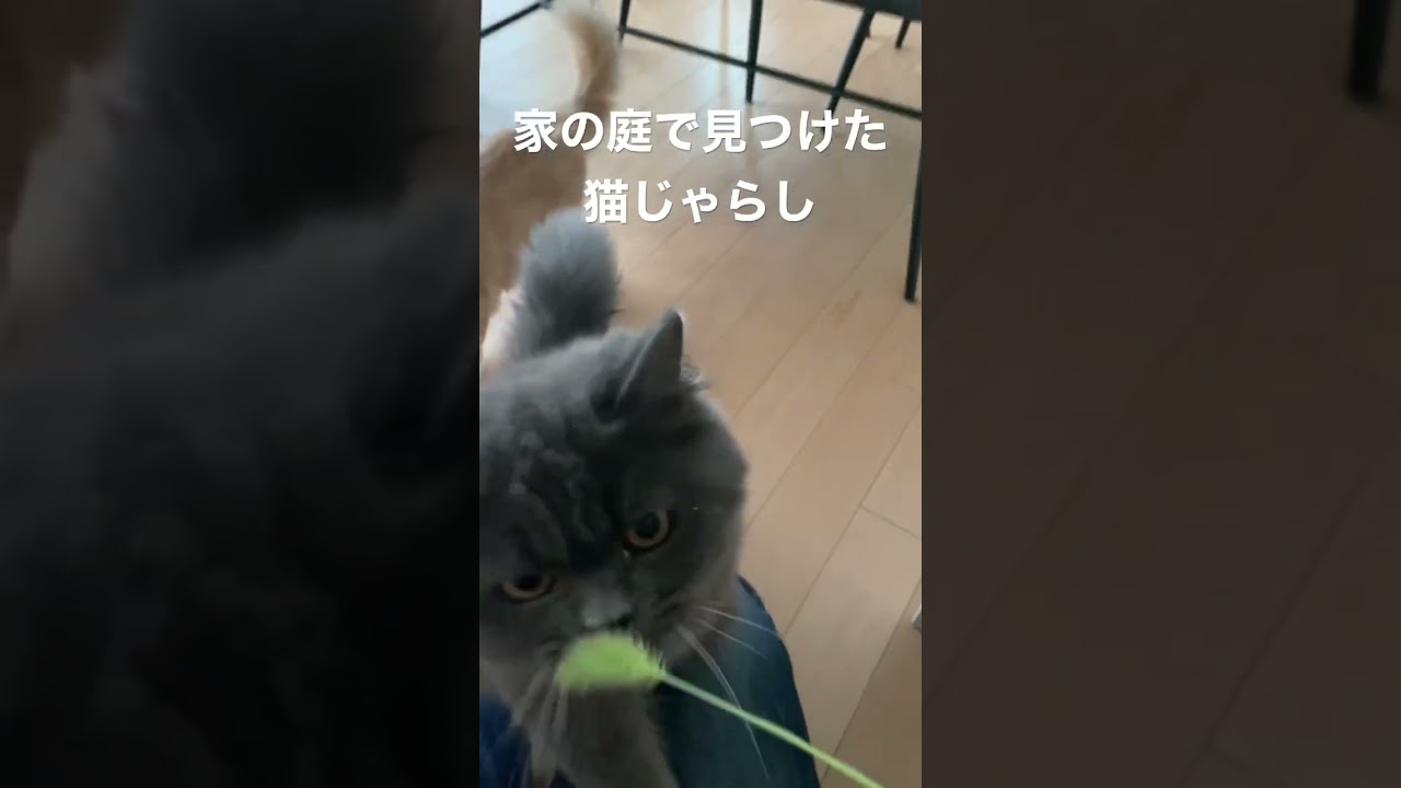 猫じゃらしに猫パンチしまくるラガマフィンが可愛すぎる　#ラガマフィン #猫のいる暮らし #猫動画