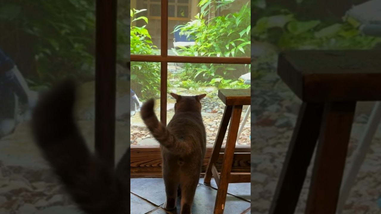 雨とツバメと猫…  #cat #保護猫 ＃風の猫＃さっちゃん