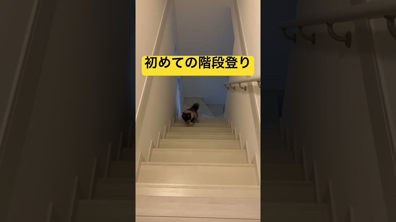 生まれて初めて階段を登ってラグドールのたぬきに似ているたぬきみたいな猫 #ragdoll #ragdollcat #catbreed #cat #ragdollcats #catbreed #cat