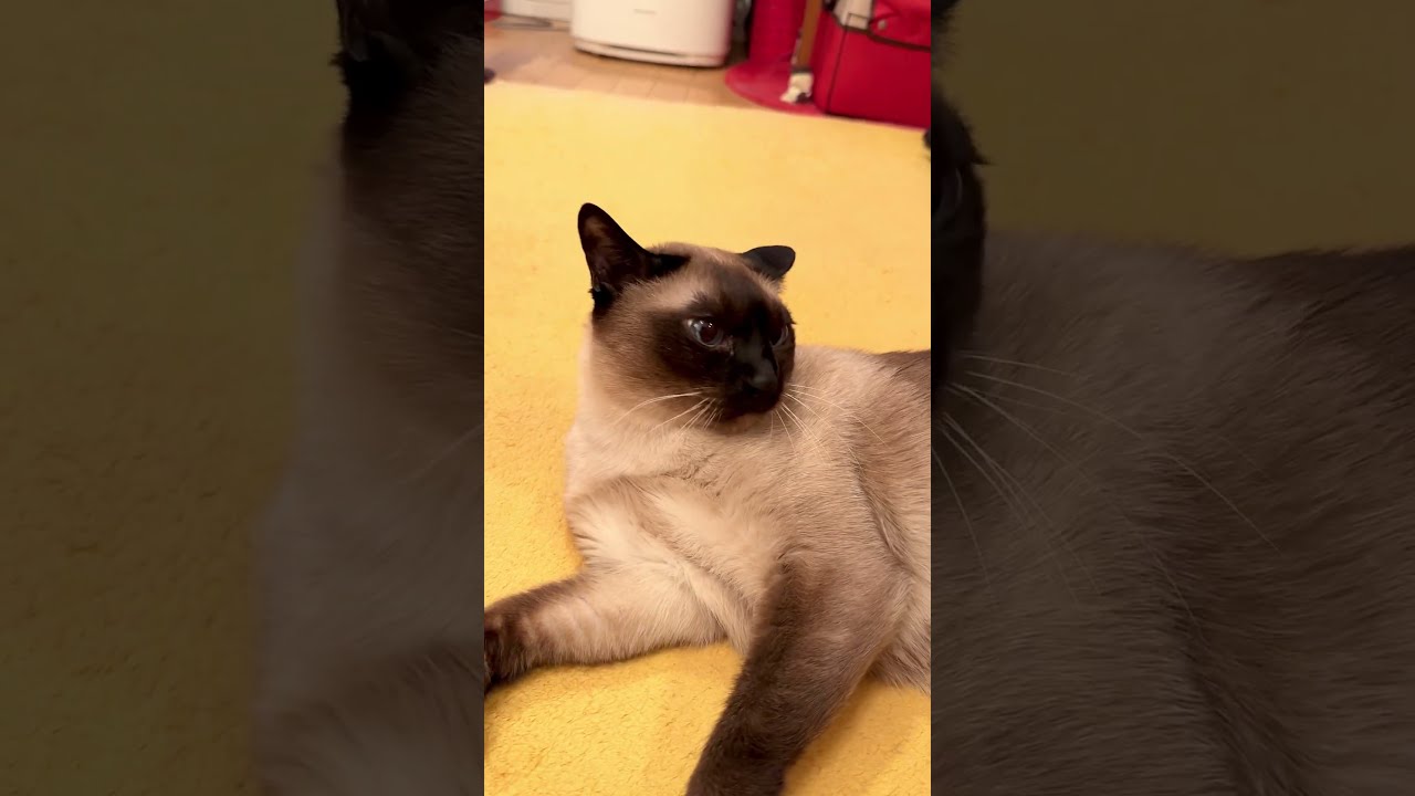 目の前を通りかかった同居猫にガウガウしようとするたぬき猫なのにゃ♪ #cat #シンガプーラ #トンキニーズ#たぬき猫