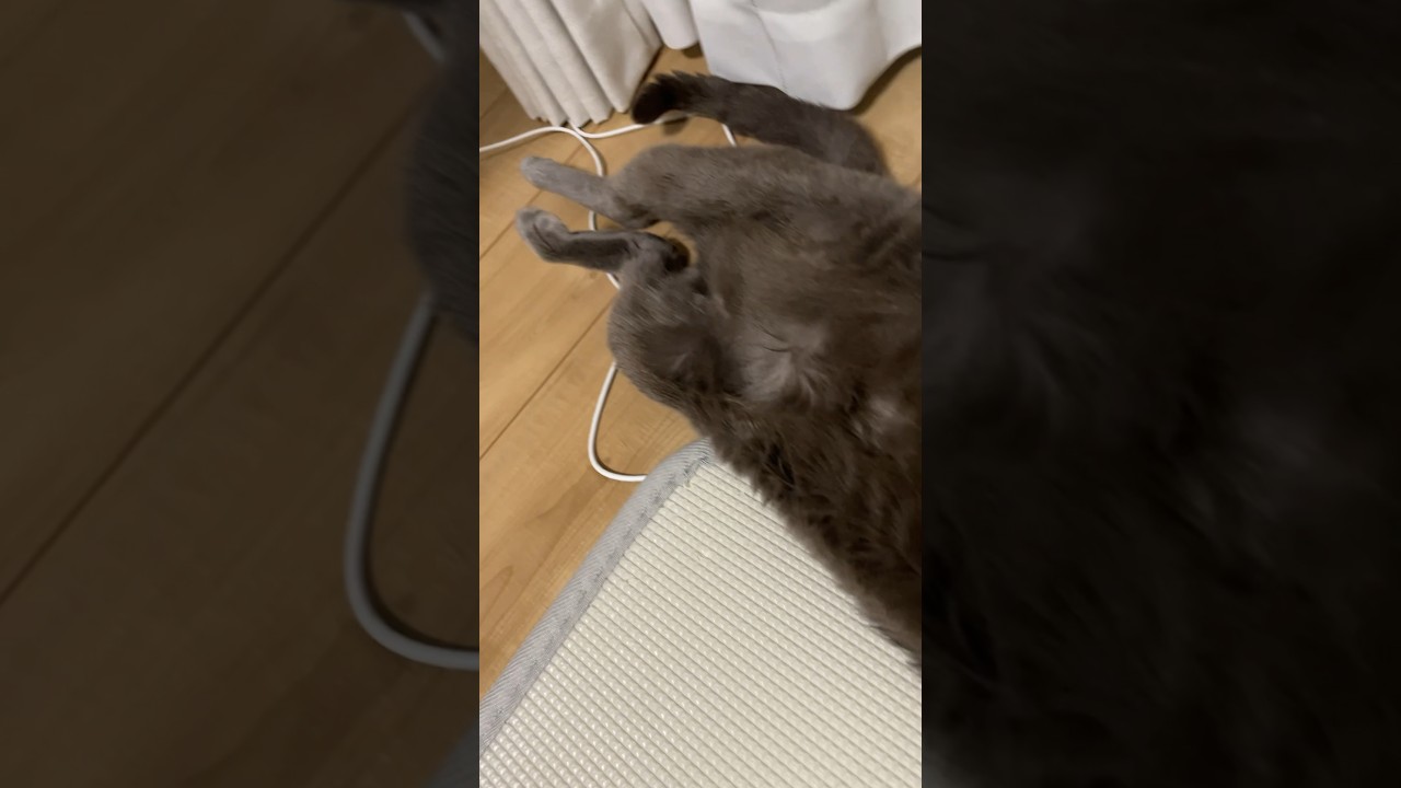起きてた_20240701 #shorts #cat #猫 #ロシアンブルー