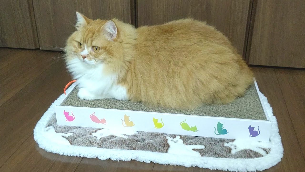 お気に入りの爪とぎが見つかりました【スコティッシュフォールド】