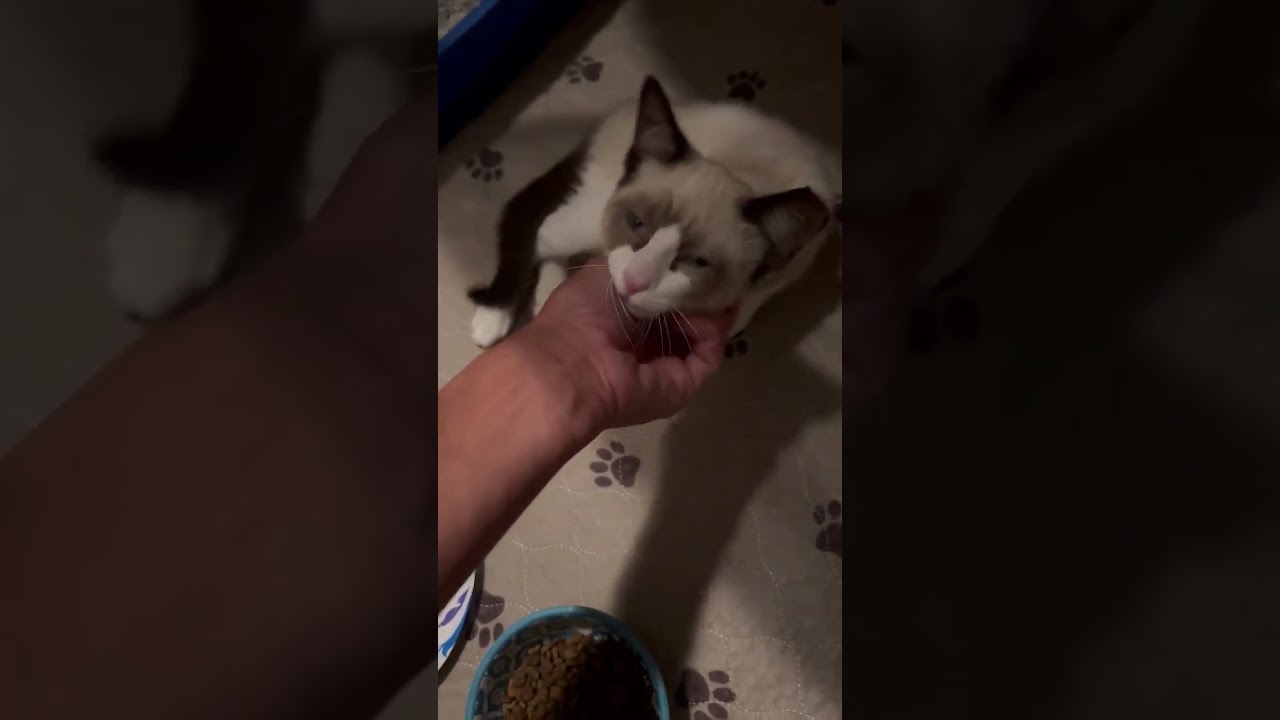 Kitty Plummets 20 Feet After Falling From Tree, Shattering Her Leg Upon Fall [Full Story Below]