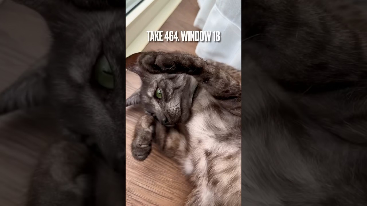 #窓辺でまったり 最高にゃ❗️ママ、後で遊んであげるから撮るのやめてあっち行ってにゃ‼️#窓辺の猫 #目ヂカラ猫 #エジプシャンマウ #egyptianmaucat #shorts