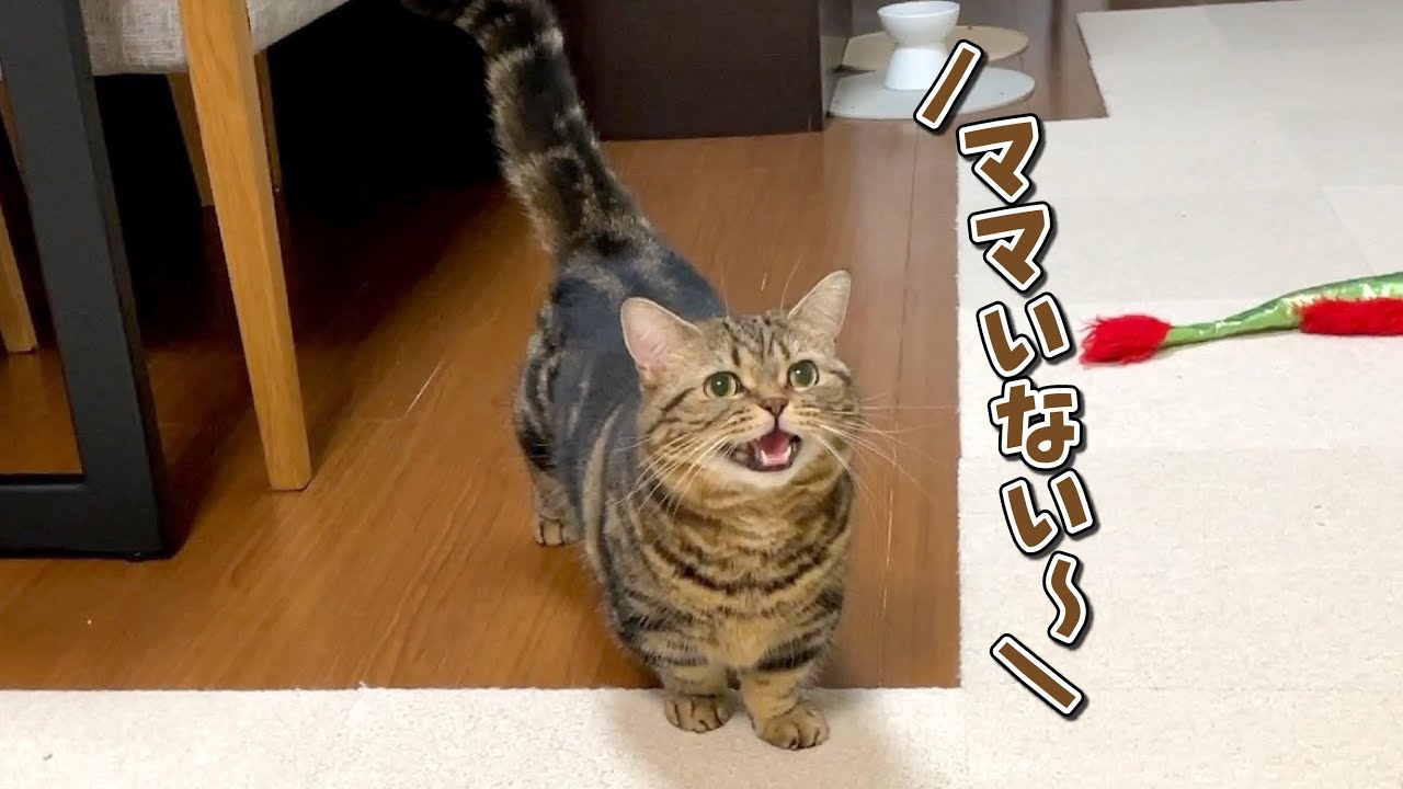 ママの姿が見えなくなると寂しくて泣いちゃう猫が可愛すぎる…！