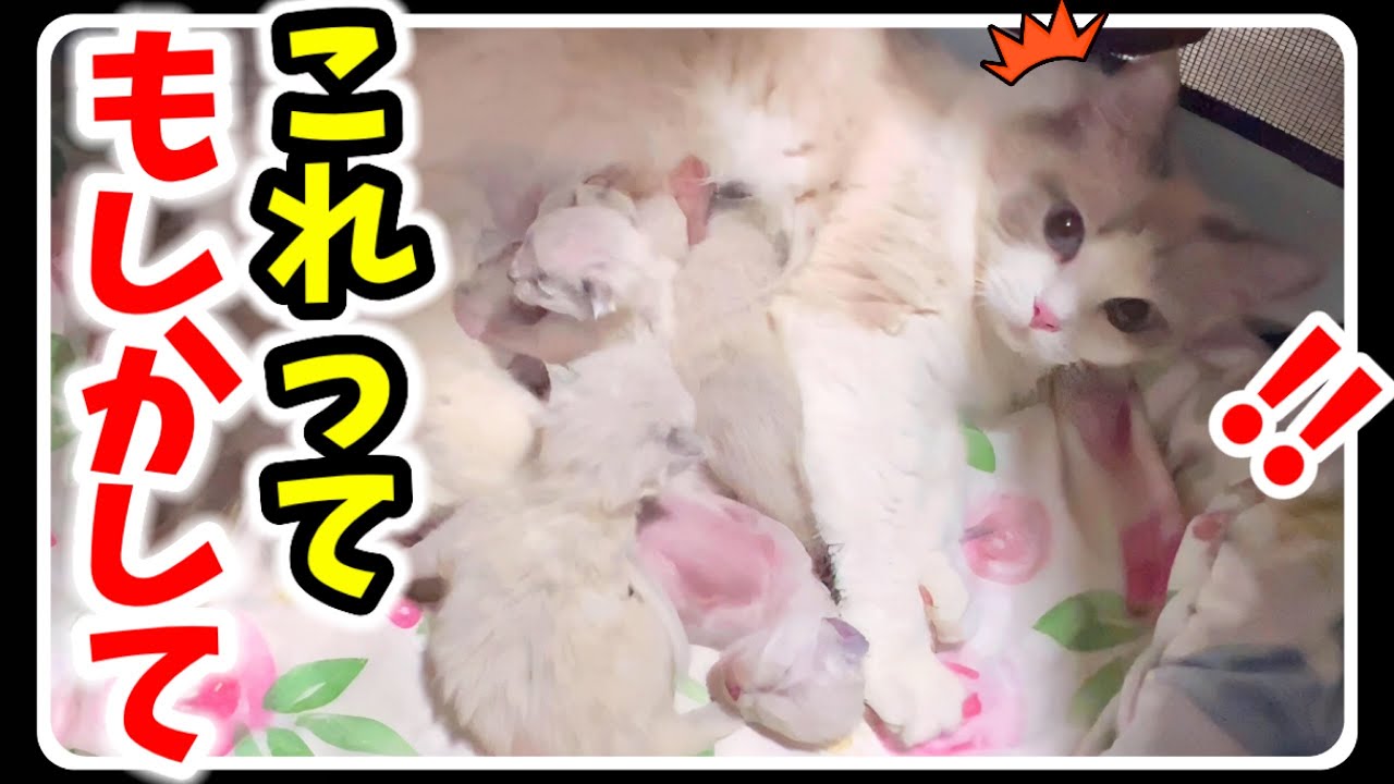 ちび猫ラグドールが産んだ生後10日の7つ子子猫達に凄い変化が現れました！【7つ子生後10日＆11日】#猫 #子猫 #ラグドール