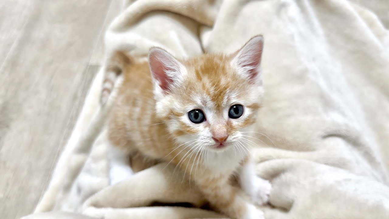 どうしてもおひざで寝たい甘えん坊の子猫【かぐ告兄妹日記#19】Kitten who wants to sleep in your lap.