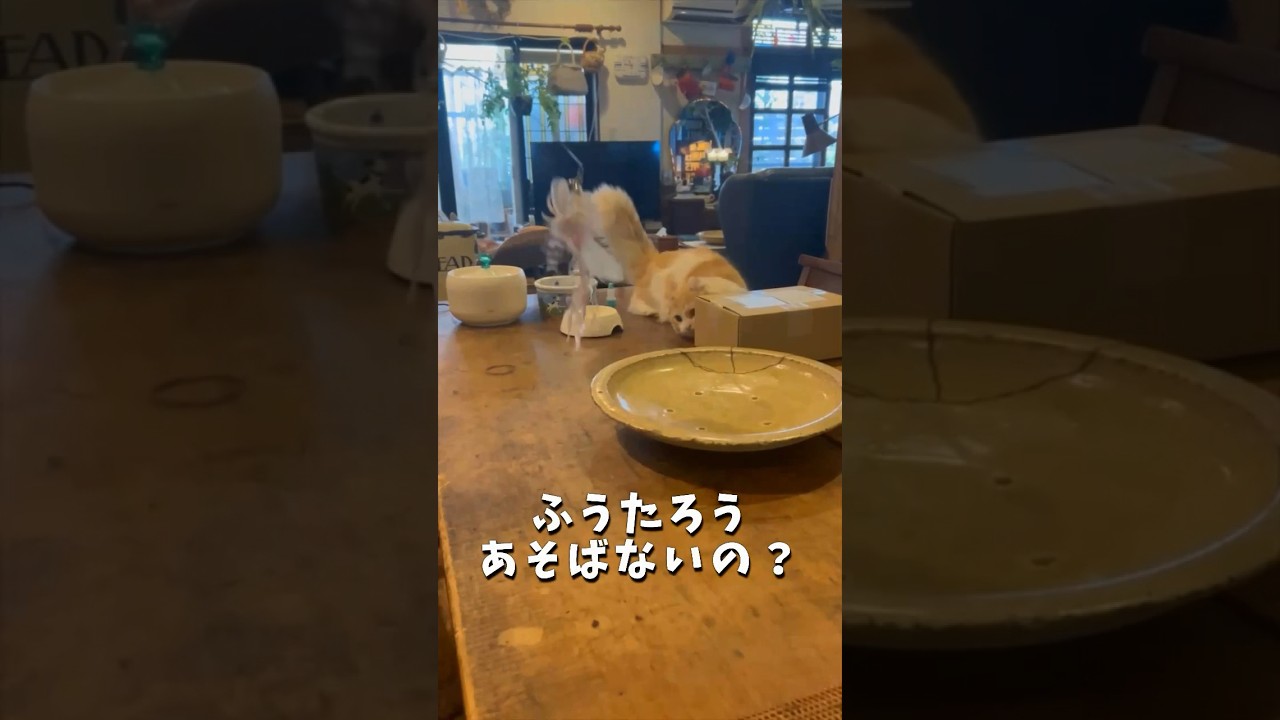 【キンカロー】猫じゃらしより箱が気になる毛玉【マンチカール】