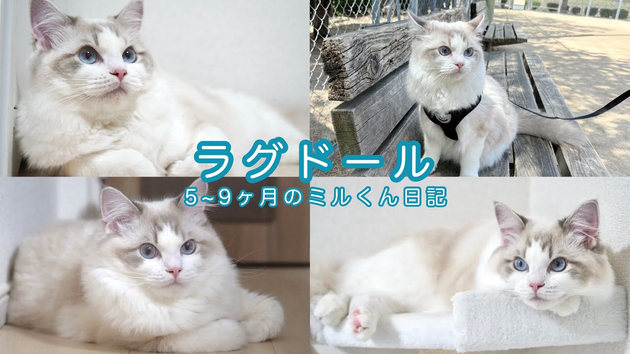 【ラグドール】5~9ヶ月のミルくん日記