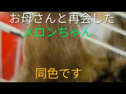 メロンちゃんのお母さんに会いに行きました#スコティッシュフォールド子猫 #猫の親子の再会