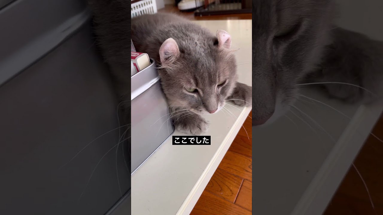 猫動画 #shorts あれ？いない
