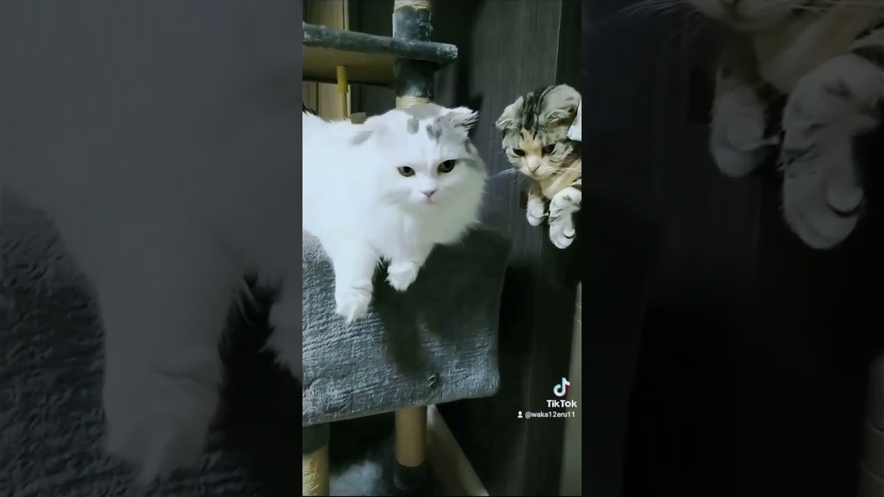 仲良し😻#shorts #スコティッシュフォールド #cute cats