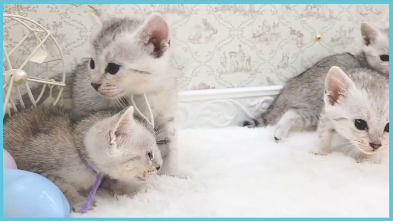 ペットショップCOO＆RIKU No00680912 エジプシャンマウ