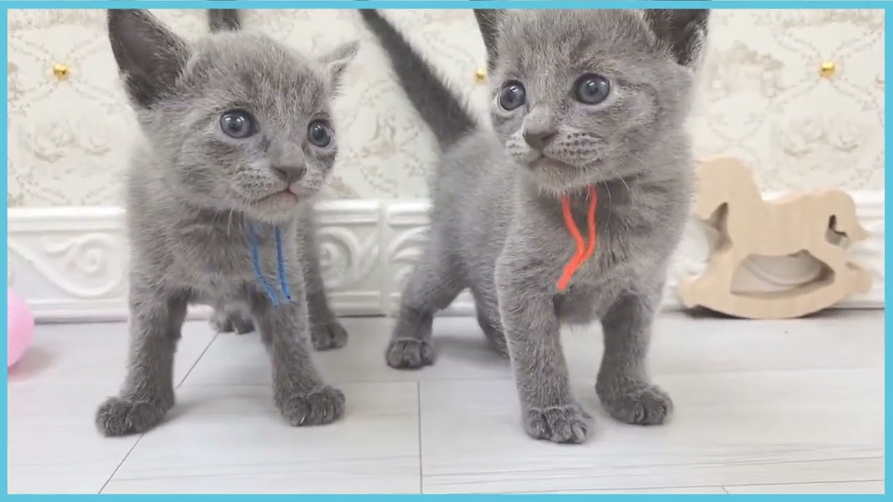 ペットショップCOO＆RIKU No00680914 ロシアンブルー