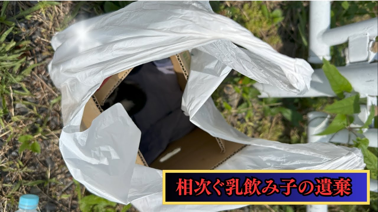 【緊急！ノミだらけの2匹の子猫を保護】突然の保護に奮闘しながらも、神対応してくれるにゃいるどはーとのボランティアさん達に感謝