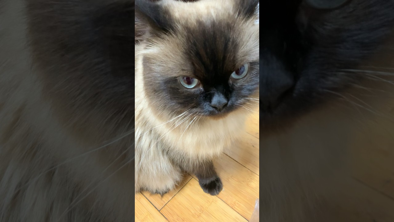 今日のげんたくん#猫 #ヒマラヤン #猫のいる暮らし #shorts