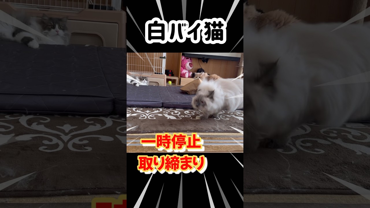 もふもふサイベリアンの取り締まり　#shorts 猫　白バイ