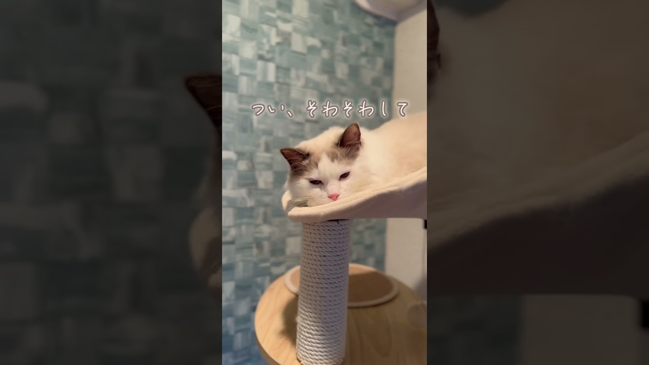 赤ちゃんが産まれる猫の産床づくり🐈☀️#ラグドールブリーダー#ラグドール子猫#ラグドール#猫のいる生活 #猫好きさんと繋がりたい