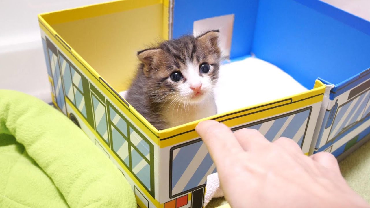 バスから出れない子猫が「助けて」と見上げてきた顔がかわいかった【赤ちゃん猫　保護猫】