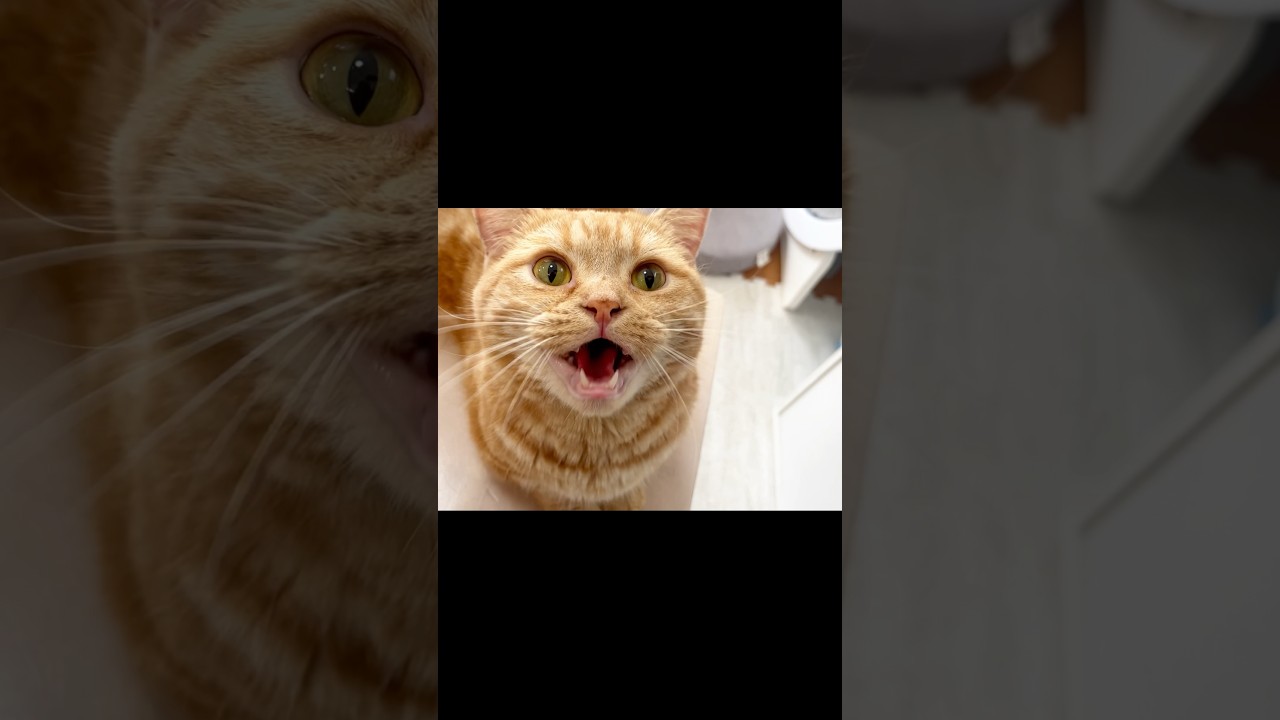 遂に『おはよう』を理解した猫 #マンチカン #猫の鳴き声 #shorts