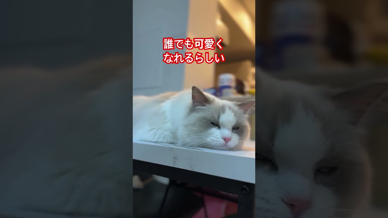 ぬいぐるみのような子猫のラグドール🐱#子猫#ラグドール