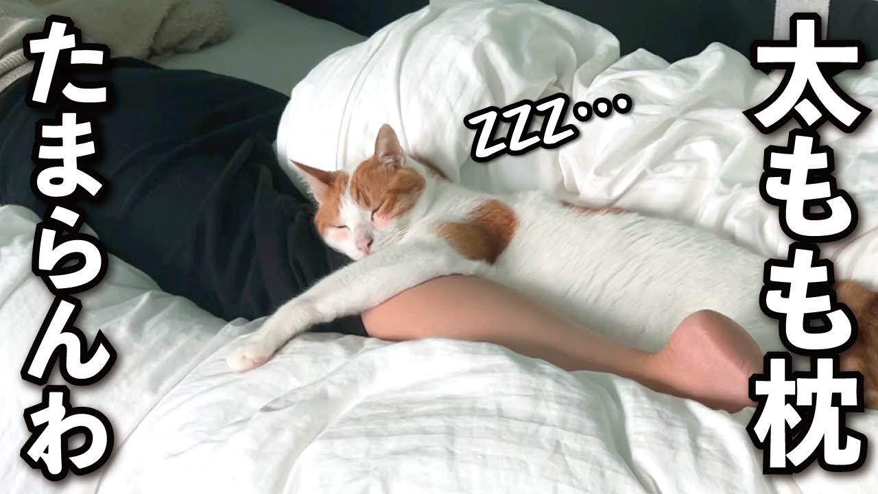 【甘えんぼ猫】ママが好きすぎて足にしがみついて寝る猫