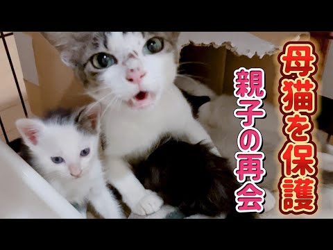 【保護猫】やっと母猫を保護　母猫と子猫達の感動の再会…　　　夜と月2024　特別編　1周年 #4