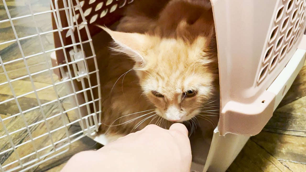 大型猫メインクーンが二匹我が家にやってきた、初日から大騒ぎ｜メインクーン姉妹
