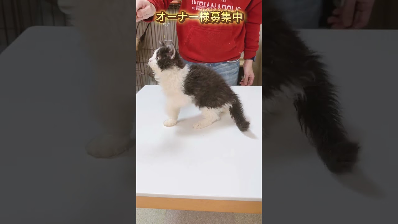 セルカークレックス（2024/3/20生まれ）3【撮影日：2024/6/7】