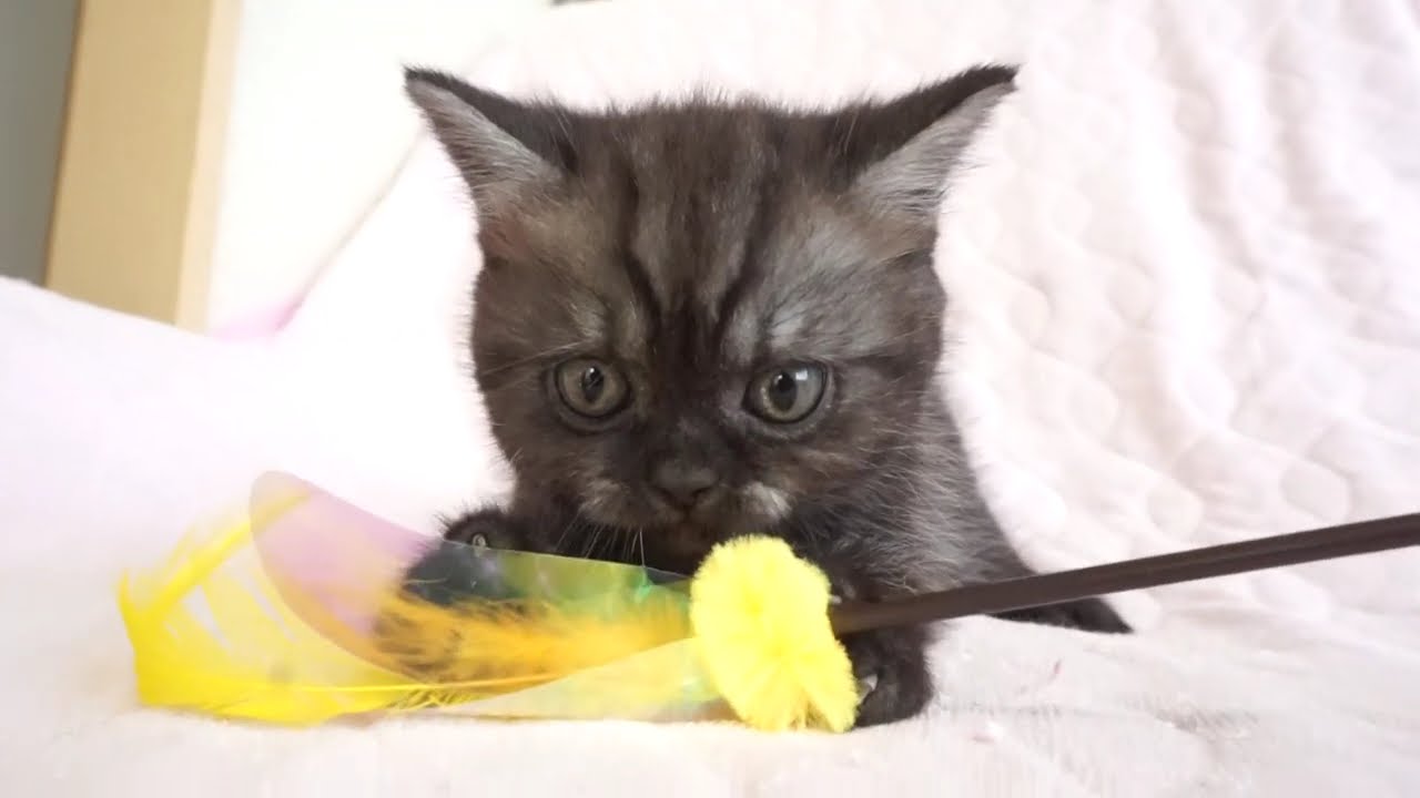 セルカークレックス子猫　2024.5.11産まれ 　ブラックスモーク　　男の子　Selkirk Rex　シーダキャット猫のお店