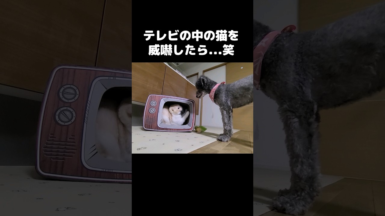 テレビの中の猫を威嚇したら...笑#shorts