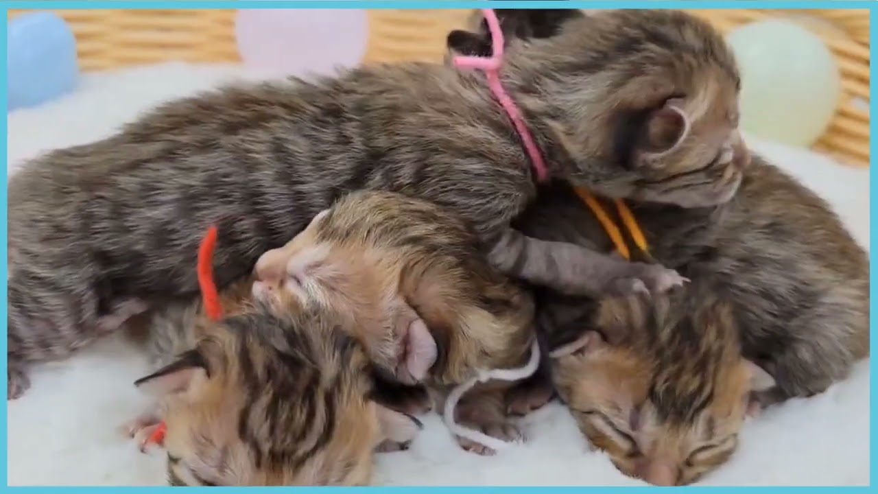 ペットショップCOO&RIKU  No00681718エジプシャンマウ