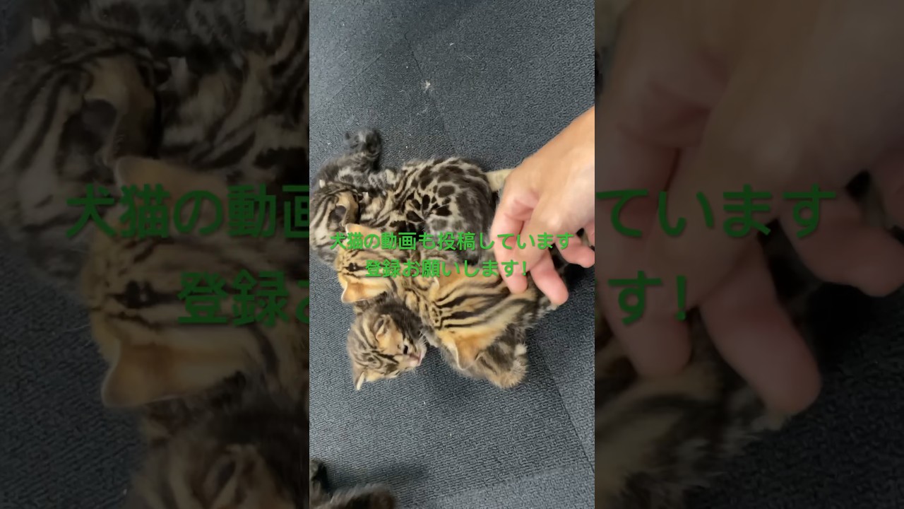 ベンガル保育園