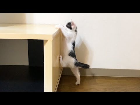 ジャンプが下手な子猫