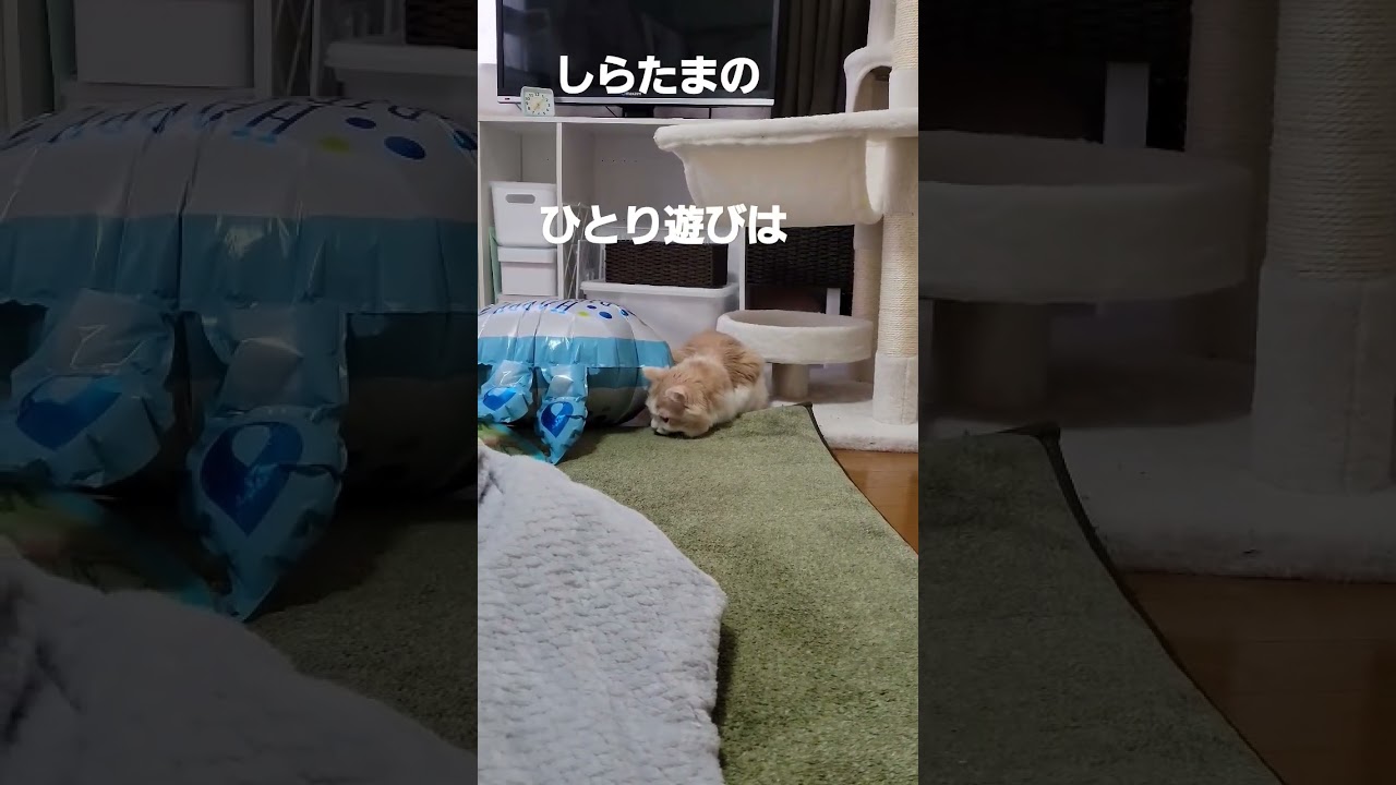 【子猫】ぬるっとした遊び方#ラガマフィン #cat #shorts #猫動画