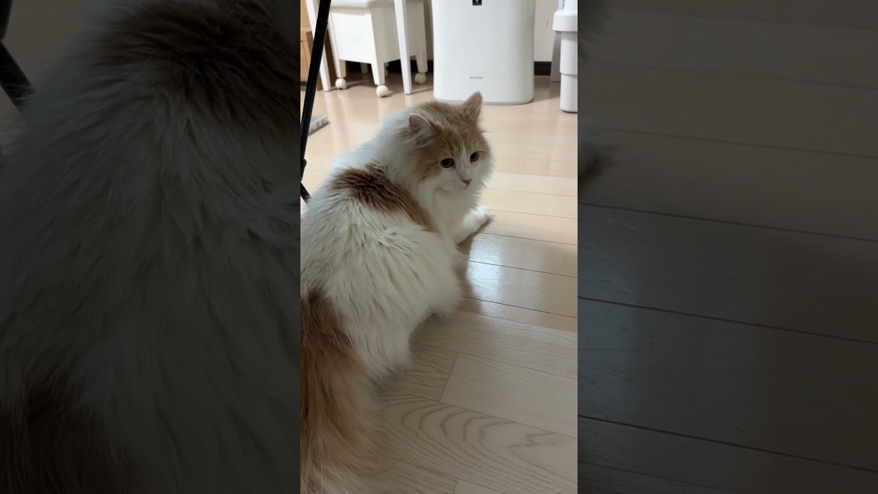 雷が鳴った瞬間の猫の反応 #shorts