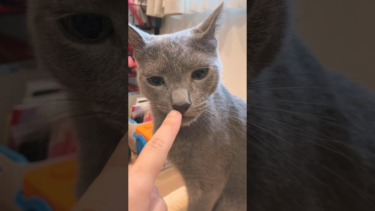 うちのビューティフォーな猫ちゃん#cat #russianblue #ねこ #猫 #ロシアンブルー