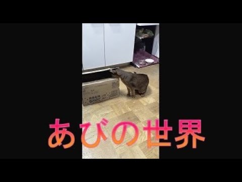 ネコ動画あび＃3874　あびの毎日　アビシニアン　あび