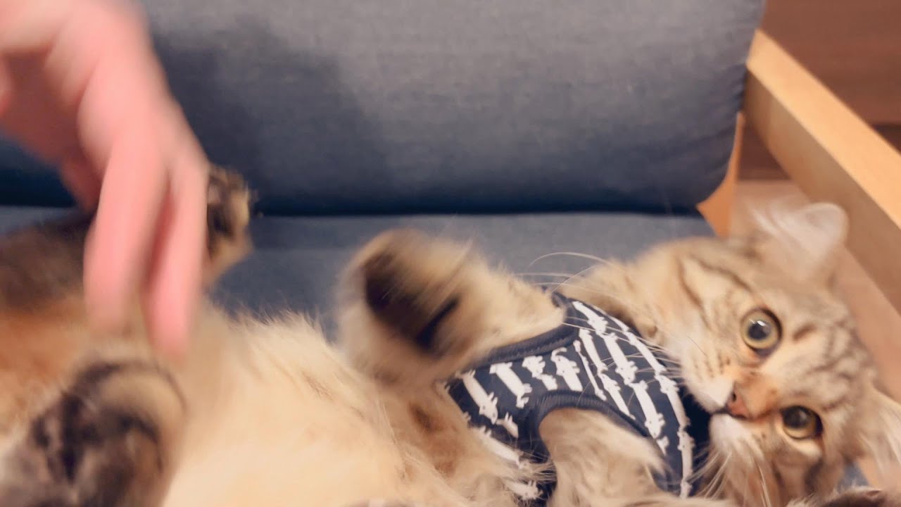 再びハーネスを子猫に付けてみるよ！【episode32】【サイベリアン】