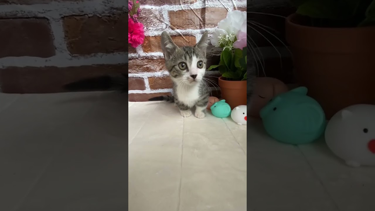 マンチカン 短足マンチカン　先行予約15万→12万