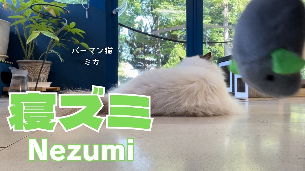バーマン猫ミカ【寝ズミ】Nezumi（バーマン猫）Birman/Cat