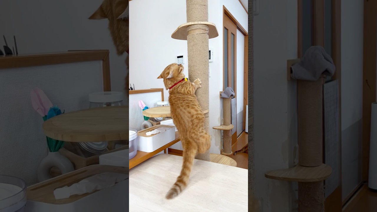 キャットツリーに登るのを失敗する猫 #マンチカン #shorts