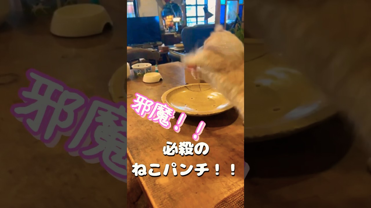 【キンカロー】必殺のねこパンチ！【マンチカール】