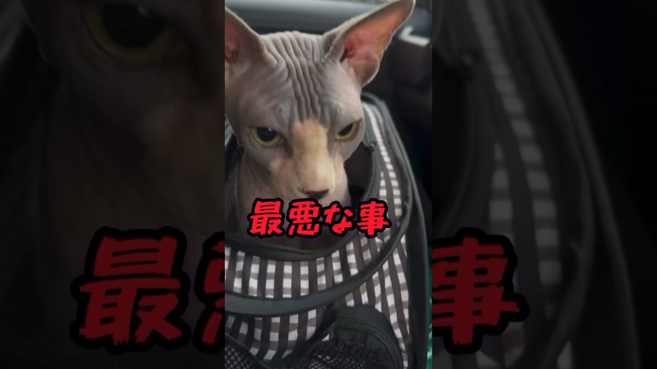 スフィンクス猫の飼い主についての情報‼️#猫 #cat #shorts #sphynx