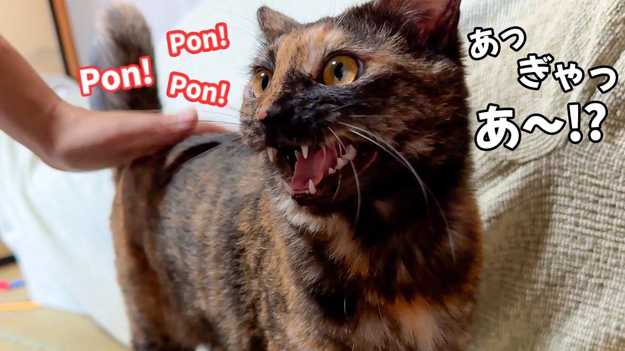 保護されたサビ猫、お尻を叩かれる快感を知ってしまい思わず声が出まくってしまう。