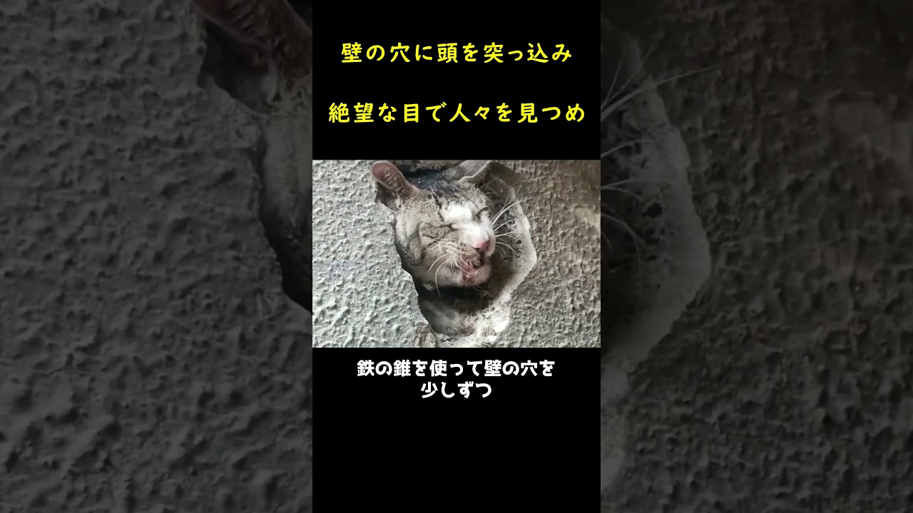 壁の穴に頭を突っ込んだ哀れな子猫は無事救出された！！🐱