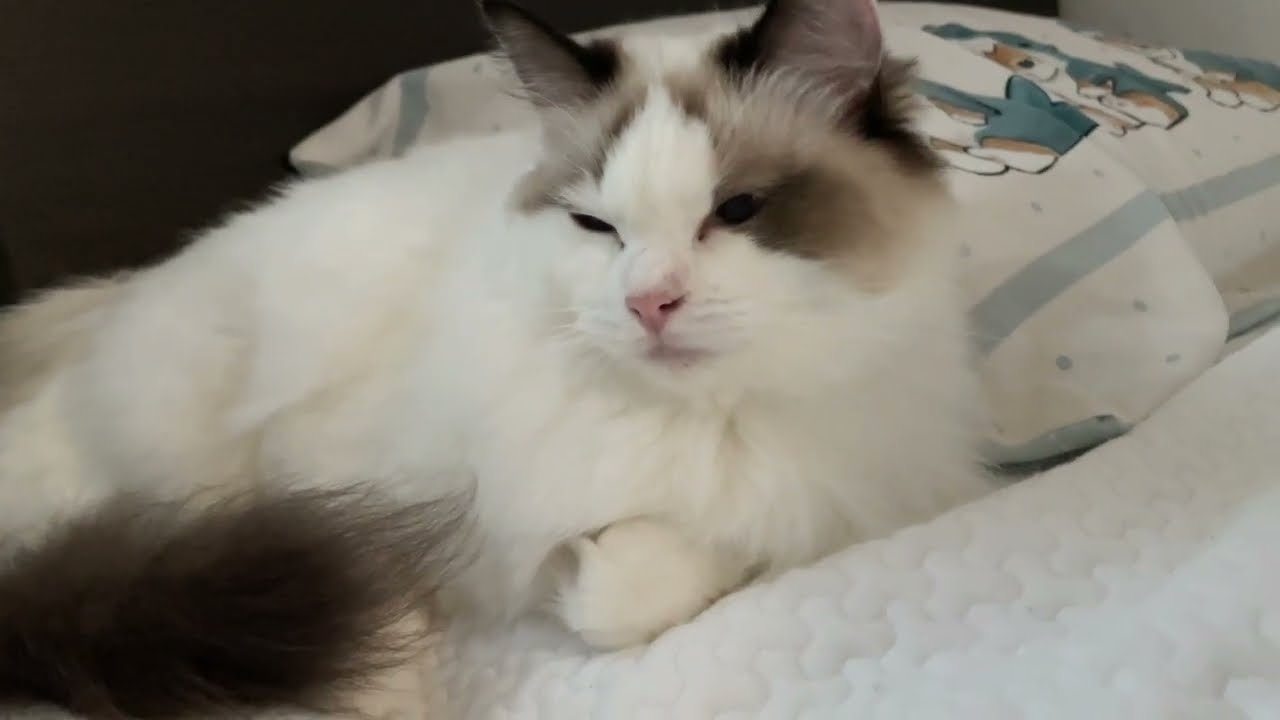 【ご家族募集中】添い寝好きなラグドール