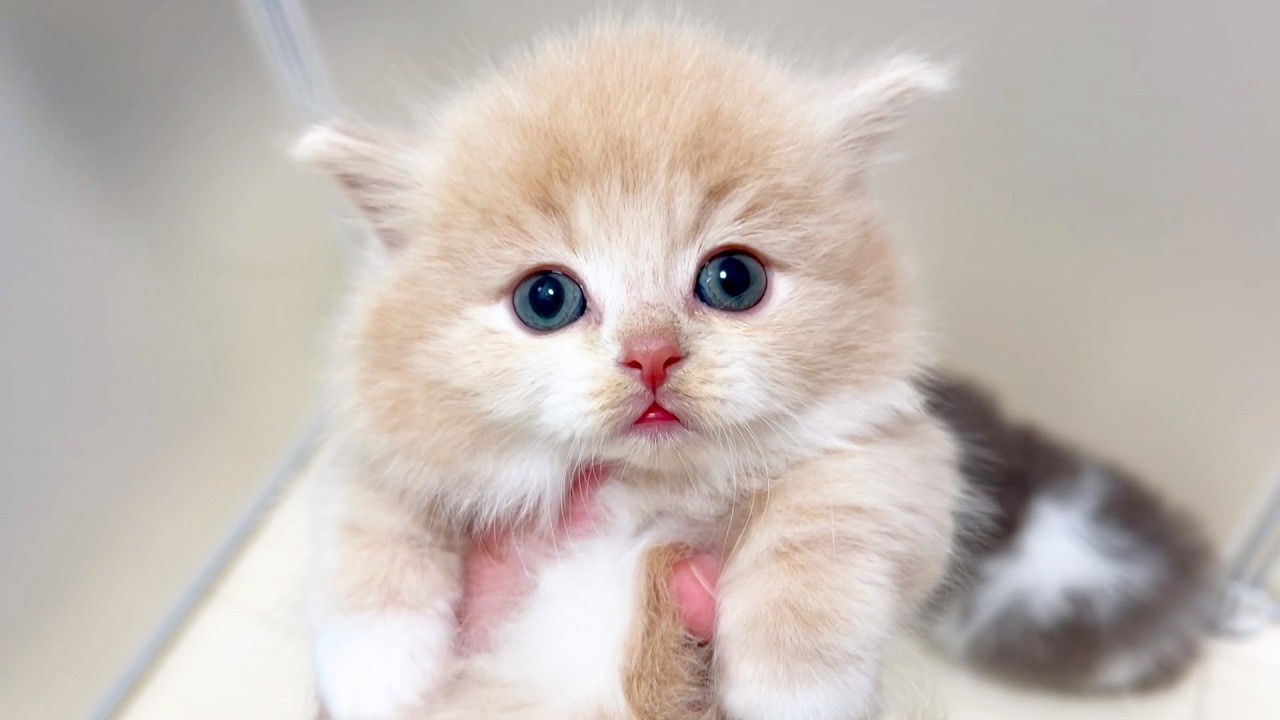 【マンチカンの子猫】子猫の抱っこ耐久テストの続きをしてみた件 ～猫のいる生活Vol.985～出産動画 マンチカン短足・ミヌエット・ペルシャ猫専門ブリーダー『ペット蔵人』【子猫の成長記録】