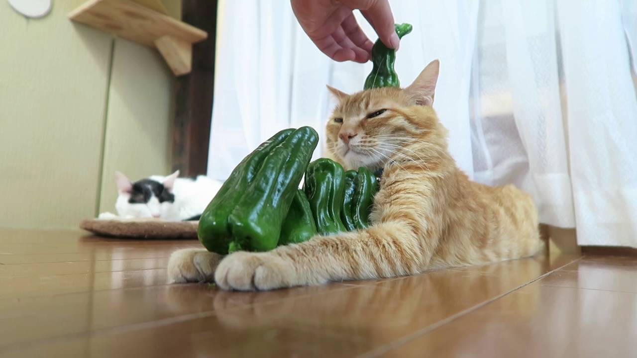 のせ猫 x 6つのピーマン　2016